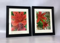 Red Lilies 202//144